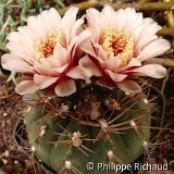 Gymnocalycium hossei brevispinum PR.jpg